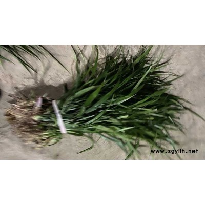 吉祥草哪家好-圣茂麥冬草種植基地(在線咨詢)-郴州吉祥草