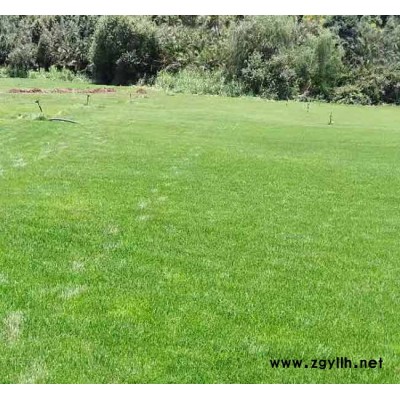 小區(qū)草坪價格-德宏小區(qū)草坪-安寧銘巖草坪報價