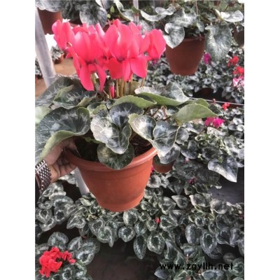 仙客來單價-芳青花卉苗(在線咨詢)-仙客來