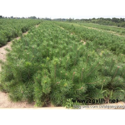 供應(yīng)各種營(yíng)養(yǎng)杯油松