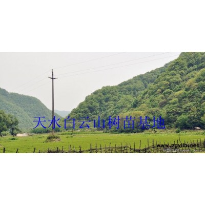 供應(yīng)容器袋油松樹苗，松樹苗，綠化苗木