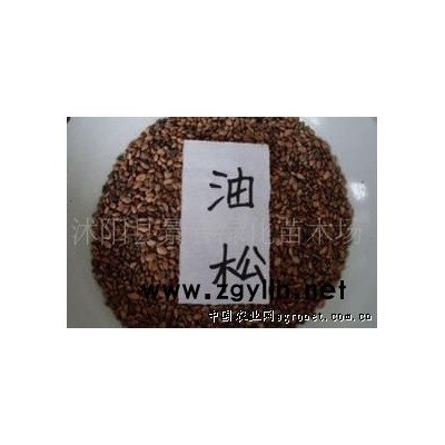 供應油松種子