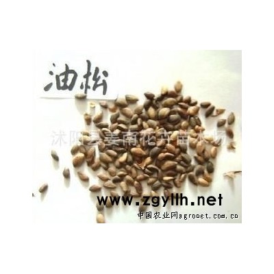 供應油松種子