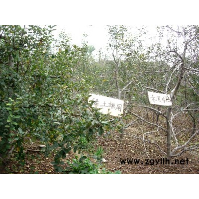 供應(yīng)萬(wàn)得福稀土果樹(shù)專用型