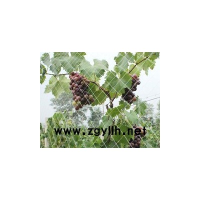 供應葡萄防鳥網