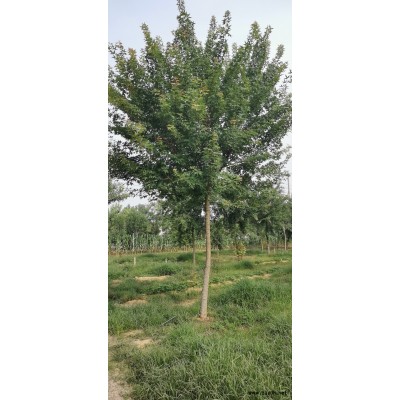 供應獨桿五角楓