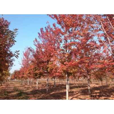 供應紅楓 秋日夢幻8-12公分