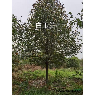 浙江低分枝丹桂 衢州丹桂批發/供應