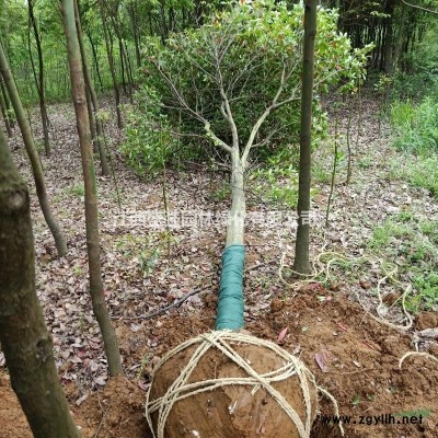 江西紫薇8～12公分九江10公分紫薇價(jià)格