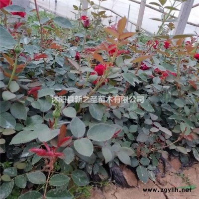 批發采購日本早櫻--櫻花基地直銷