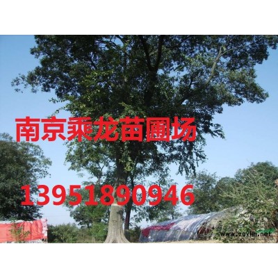 14公分馬美國紅楓價格-15公分美國紅楓產地批發