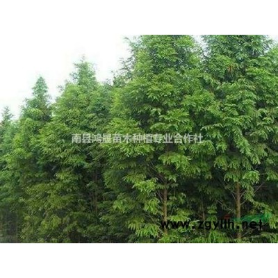 湖南塔柏 塔柏樹苗 塔柏基地1-3米高塔柏