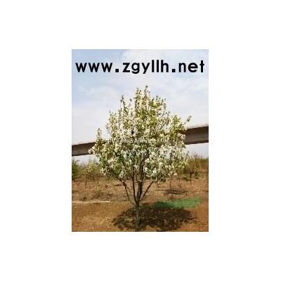 八棱海棠價格 河北懷來華箐八棱海棠樹