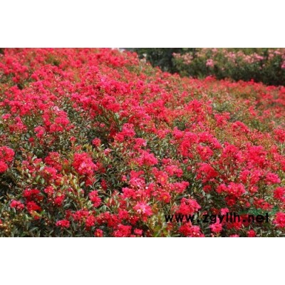 光輝紅楓美麗中國*選彩葉植物新品種美國紅楓江西1-10公分紅楓價格