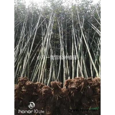 雪松小苗  雪松  二十公分到七米雪松，規格*，成活率高