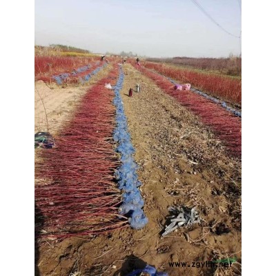 河北絲棉木嫁接衛矛球 衛矛球廠家