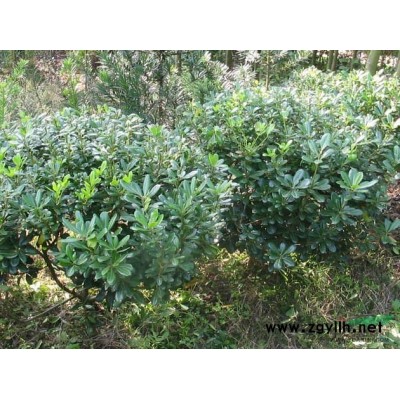 優質特價龍柏小苗 滁州龍柏小苗產地直銷