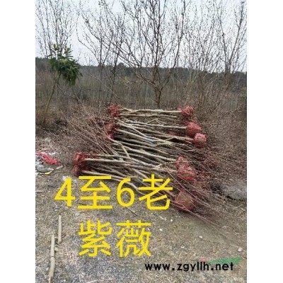大量供應(yīng)：無(wú)患子，楓香，木荷，烏桕，櫸樹(shù)，馬尾松，濕地松