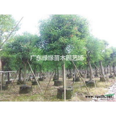 火焰木價格火焰木基地火焰木產區火焰木哪里有廣東火焰木