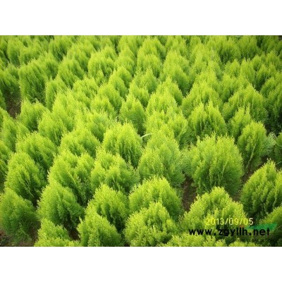 江蘇鋪地柏 江蘇鋪地柏價格哪里好/哪家便宜