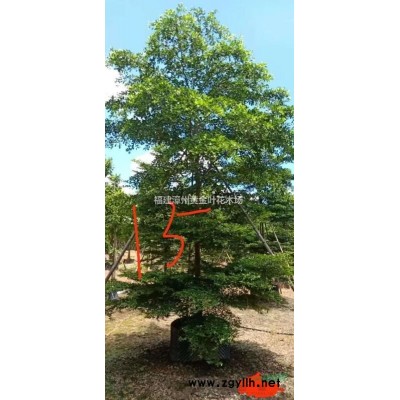 福建蜘蛛蘭 漳州草花 福建喬灌木價格哪里好/哪家便宜