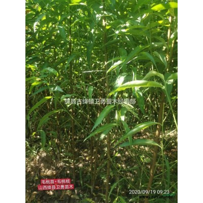 山西刺槐苗主產區 0.5公分0.8公分1公分粗刺槐苗以質論價