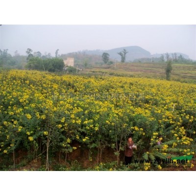 重慶毛鵑小球批發(fā)價格 重慶毛鵑球報價 專業(yè)的毛鵑球培育基地