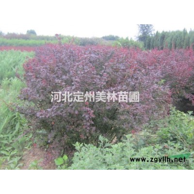 高桿金葉榆胸徑6公分冠幅1.2米兩年頭市場(chǎng)行情