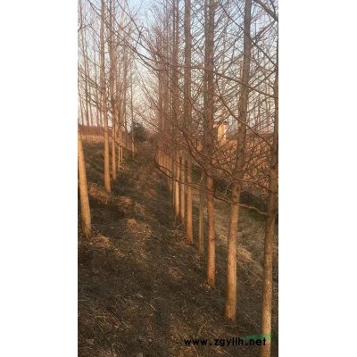 湖北荊州供應大量供應水杉，中山杉，落羽杉，池杉