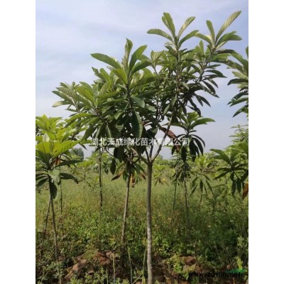 低價(jià)批發(fā)枇杷、紫薇、香樟等各種綠化苗木