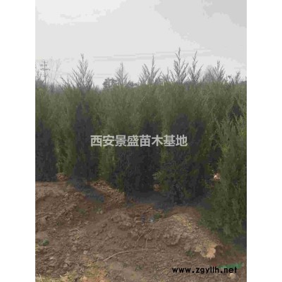 陜西紅葉李15-20公分*新價格-周至紅葉李批發基地