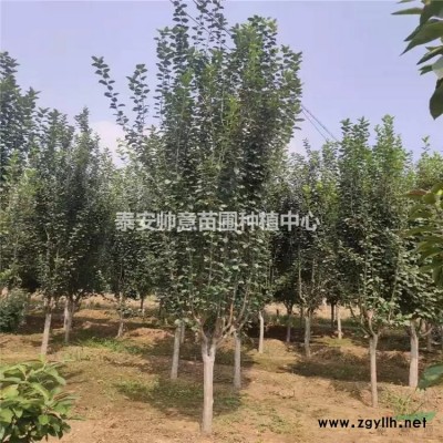 火炬圖片，火炬圖片，  山東帥意種植的火炬上市了