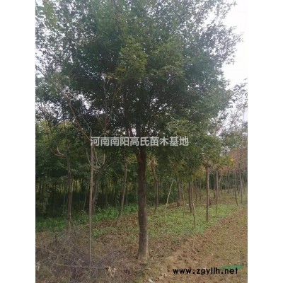河南楓楊