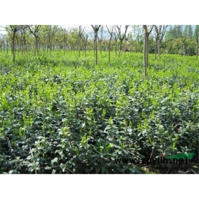 湖南嫁接紫薇樹 湖南移栽紫薇 瀏陽紫薇價格