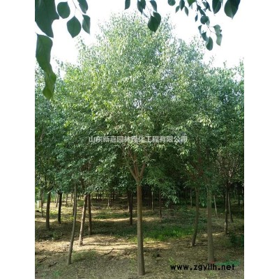 山東昌邑供應三角楓6-10cm