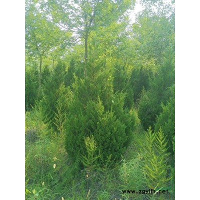 出售塔柏（屬儈）