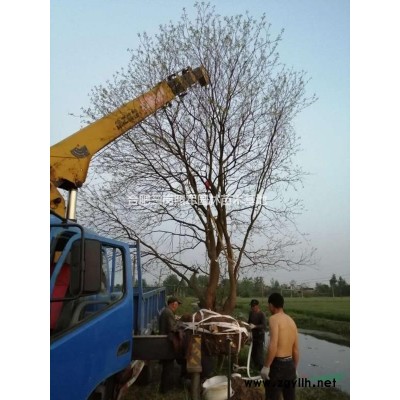 低價出售桂花，烏桕，紫薇，三角楓，樸樹，香樟紅葉石楠大葉女貞