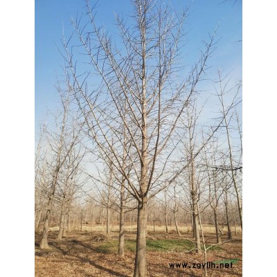 低價出售待砍伐銀杏樹