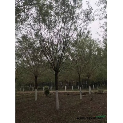 20公分白蠟打號起苗  15-16-17-18公分白蠟