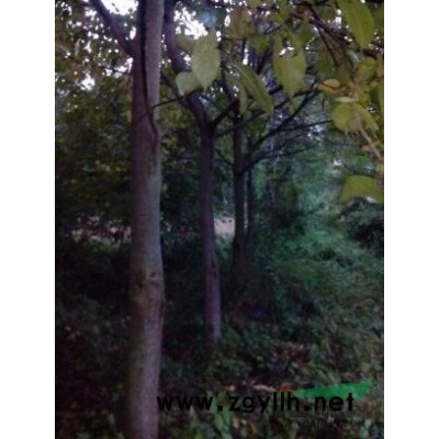 苗圃低價(jià)供應(yīng)七葉樹