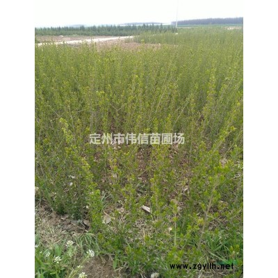 白皮松基地 河北白皮松產(chǎn)地 保定白皮松市場報(bào)價(jià) 定州白皮松批發(fā)