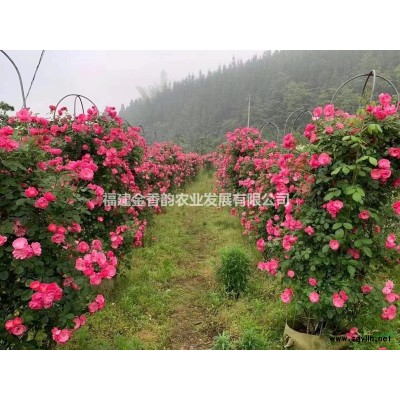 【供應】福建地區-八重櫻