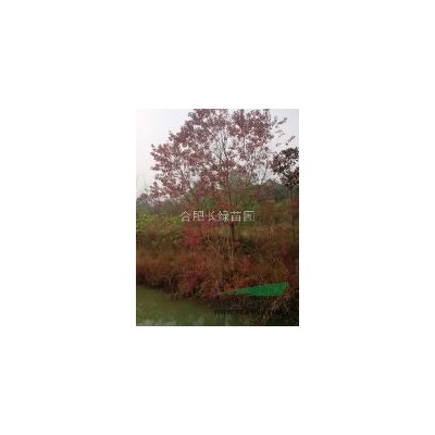 安徽合肥高桿紅葉石楠，紅葉石楠球，中華石楠，肥西苗木直銷