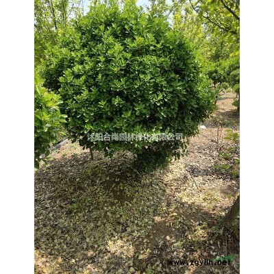 沭陽金葉榆基地 高桿金葉榆 矮桿金葉榆 獨桿金葉榆球