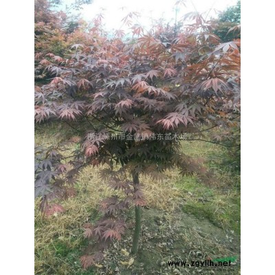 大小規(guī)格櫸樹基地 優(yōu)質(zhì)特價櫸樹供應商 18公分精品櫸樹