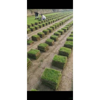 皖南馬尼拉草坪基地大量出售優(yōu)質(zhì)馬尼拉草皮