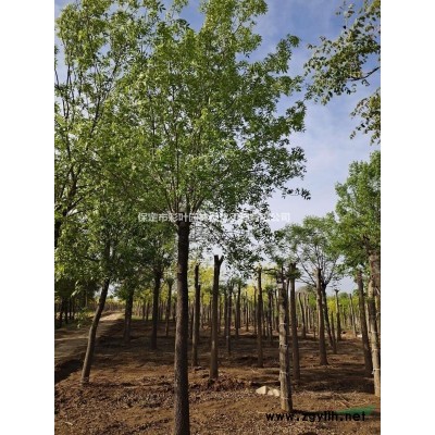 千頭椿 千頭椿圖片 千頭椿價格 千頭椿基地 河北千頭椿 千頭椿..