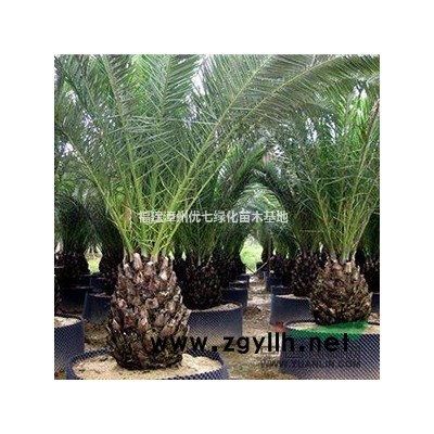 藍花楹供應/藍花楹圖片