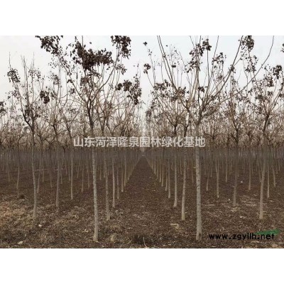 欒樹(shù)哪里有2公分3公分4公分北欒樹(shù)
