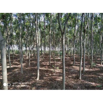 供3-7公分桂花、紫薇，7—20公分欒樹、無患子